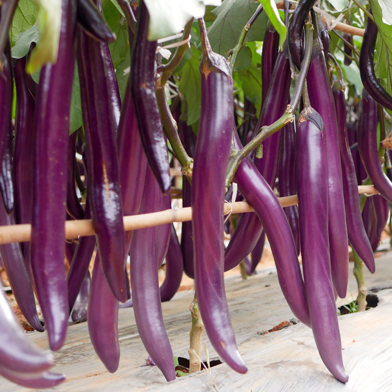 秧苗杭茄一号长茄种子特大线茄种籽茄子大全家庭园艺种子