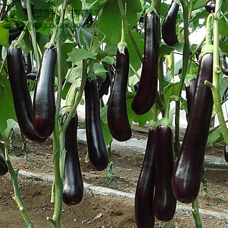黑神/黑宝长茄种子 早熟高产果靓抗病耐热 易种超长型茄子种子10g