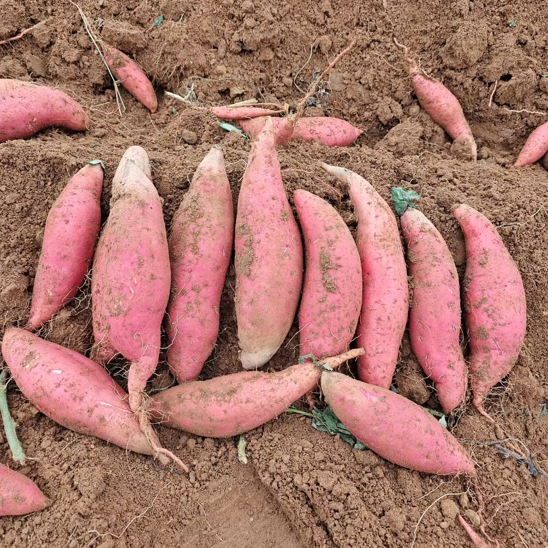 烟薯糖心超甜地瓜新鲜富硒红心蜜薯稀瓤沙地番薯