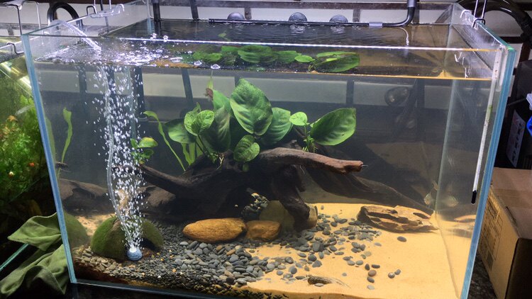 黄金沙三湖细沙砂白水草雨淋南美慈鲷鼠鱼沙子造景