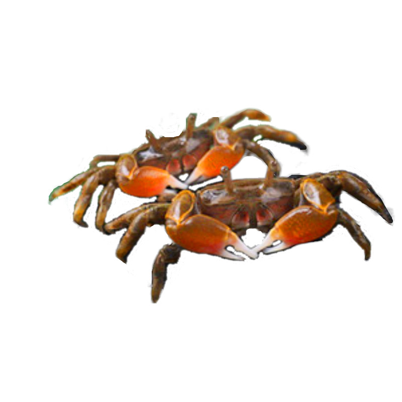 辣椒蟹红迷你观赏南方深水蟹相手鱼缸清洁残渣蟹