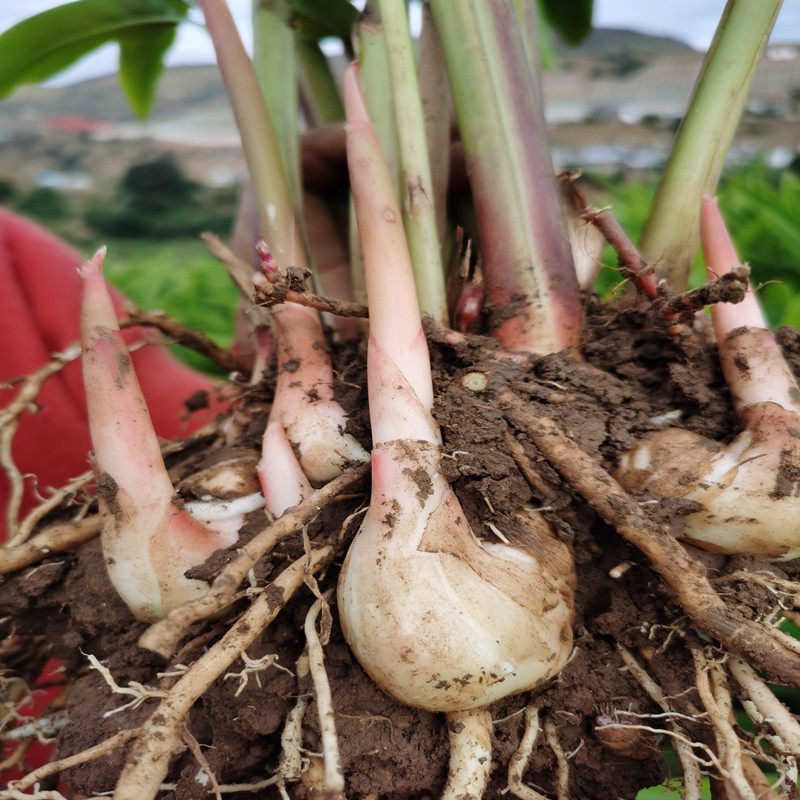 大号5株砂仁艳山姜苗规格6580公分修枝水毯裹根砂仁