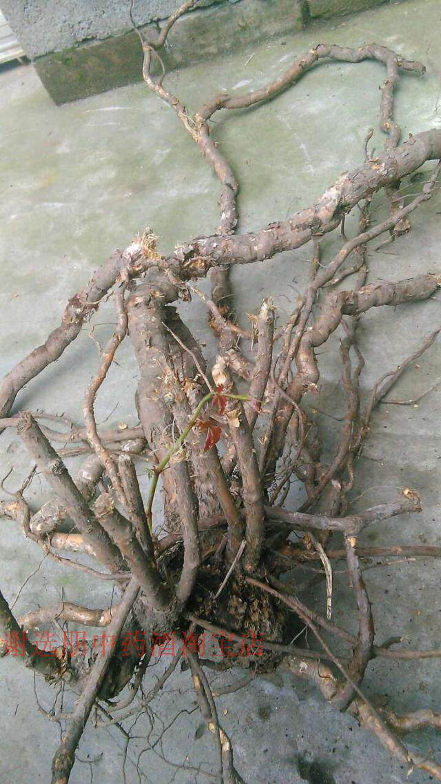 深山野生鲜山葡萄根 蛇葡萄根 麻羊藤 根枝 现采现卖干品也有