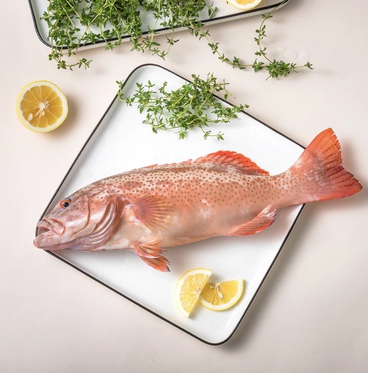 深海海大东星鲜活野生石斑鱼新鲜水产海鲜燕尾斑鱼