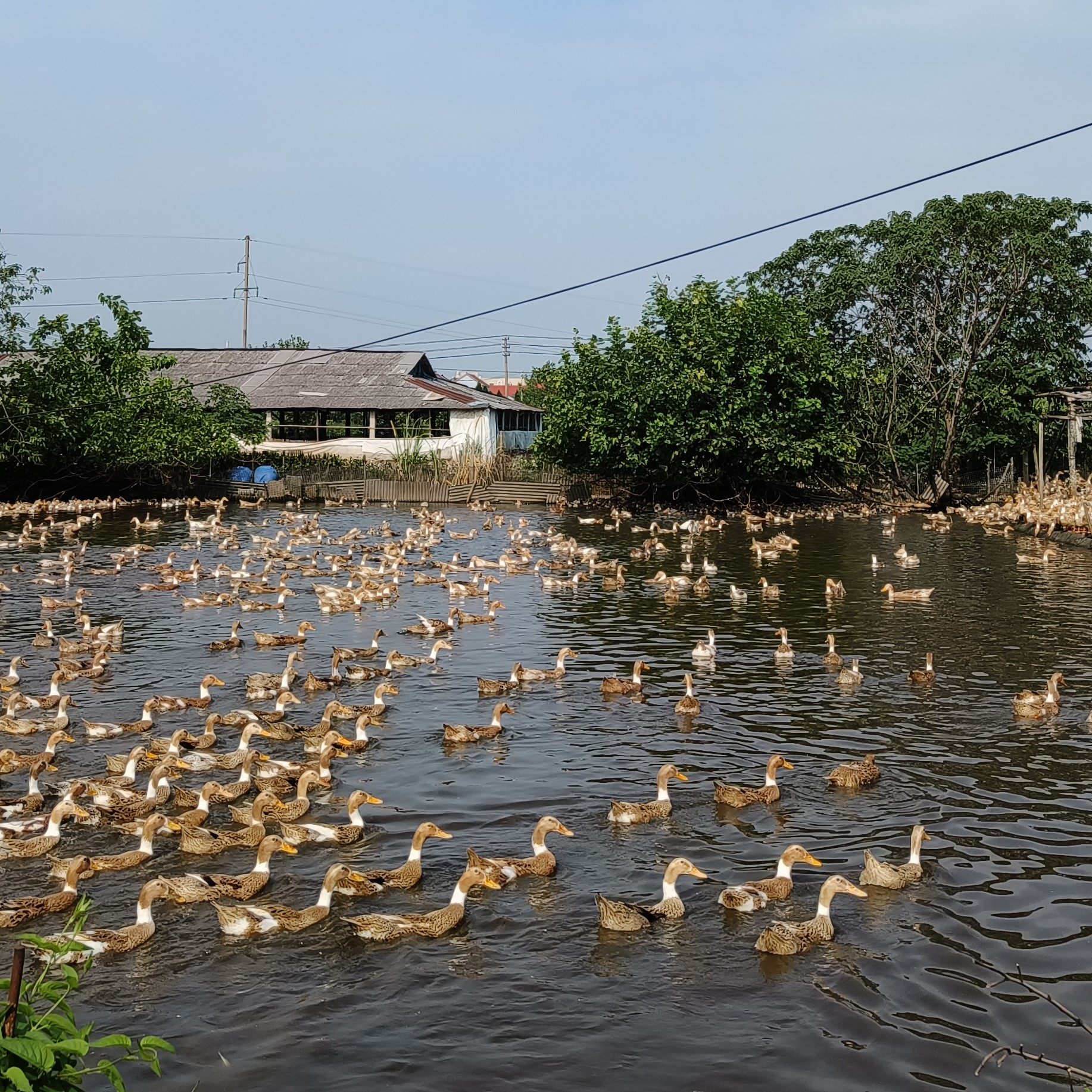 生态放养三年老鸭绍兴麻鸭整鸭现杀冰鲜鸭肉鸭肉