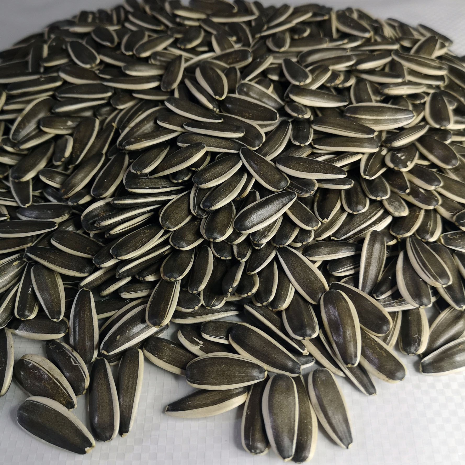 内蒙古五原县2021年新鲜葵花籽生货散装薄皮颗粒炒货瓜子