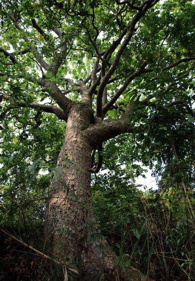 榄角广东新鲜500克无核油榄橄榄肉下饭菜焖肉橄榄