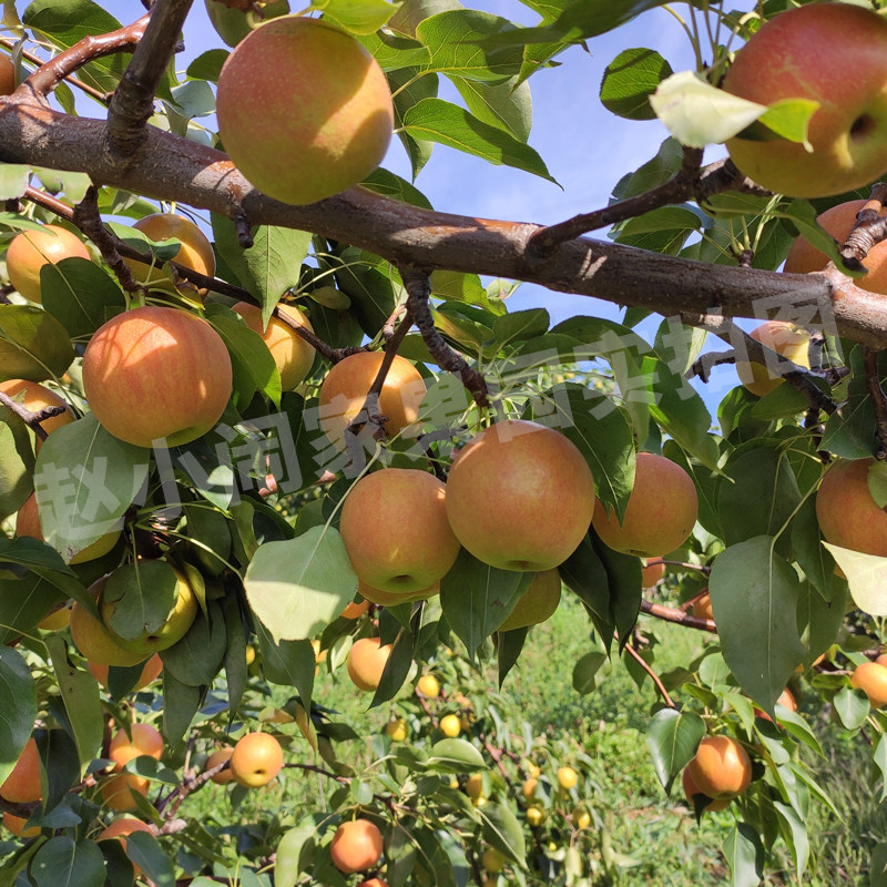鞍山山南果梨正宗南国东北辽宁特产新鲜水果梨