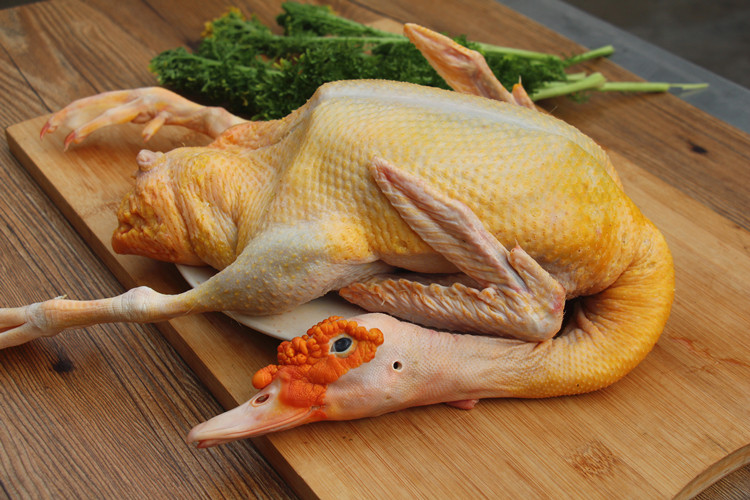 农村散养放养新鲜老鸭子旱鸭子土鸭子草鸭麻鸭鸭子肉正番鸭飞鸭