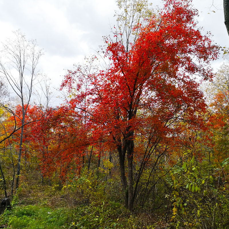 树苗东北红枫苗拧筋槭耐寒绿化庭院景观苗大观叶