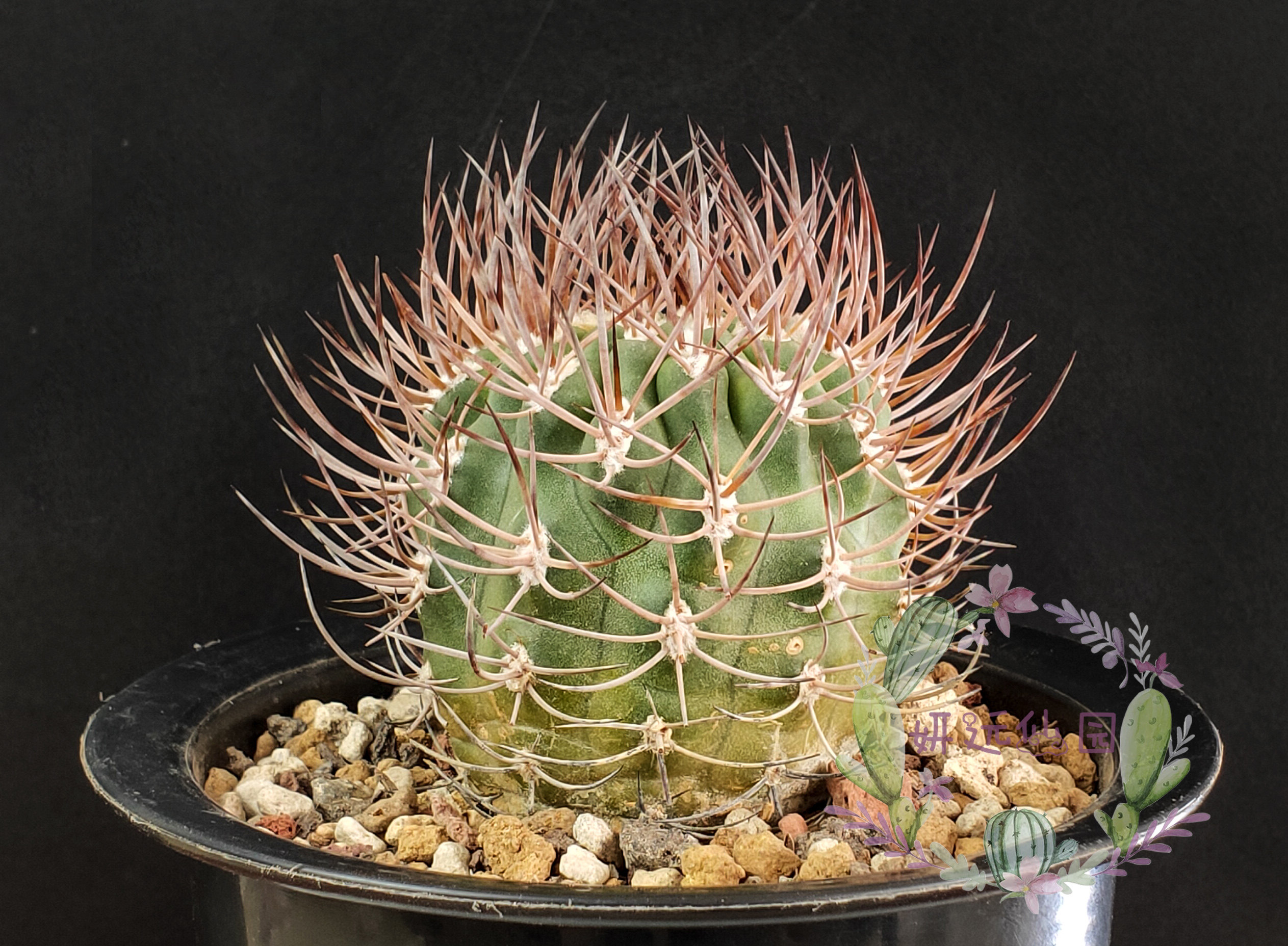 妍远仙园逆豹强刺智利利球实生稀有进口仙人多肉植物