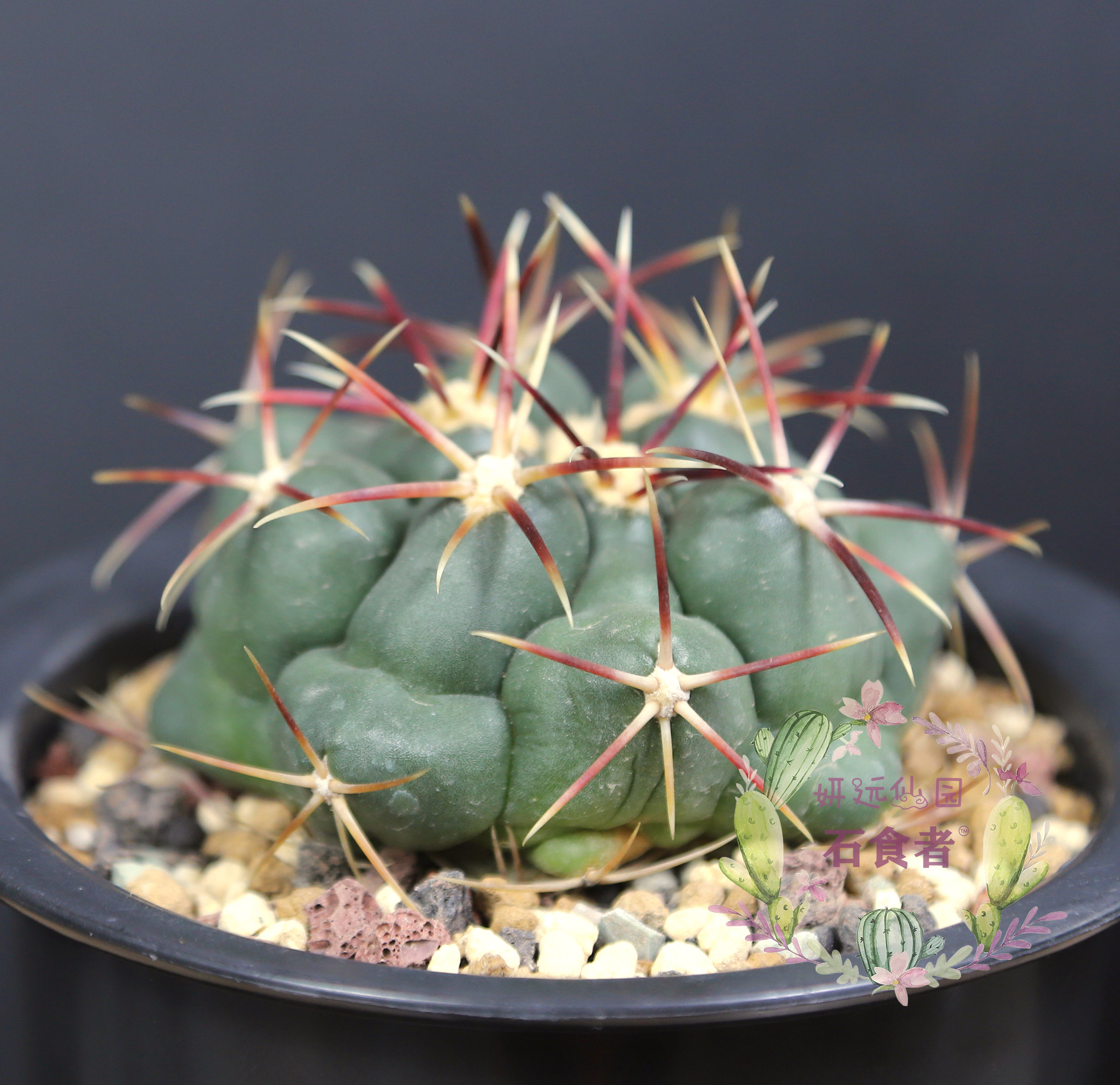 妍远仙园大红鹰强刺瘤玉实生稀有进口仙人精品多肉植物