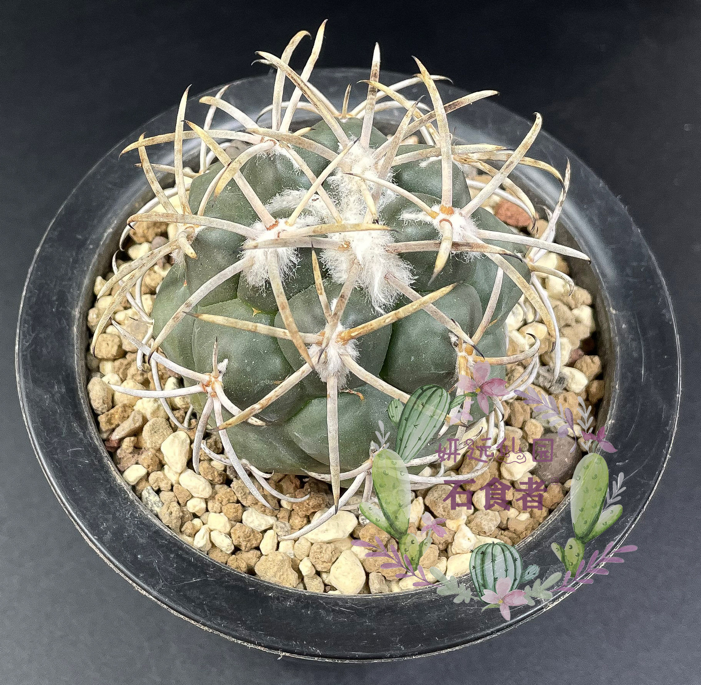 妍远仙园祥冠强刺顶花球实生进口稀有仙人精品多肉植物