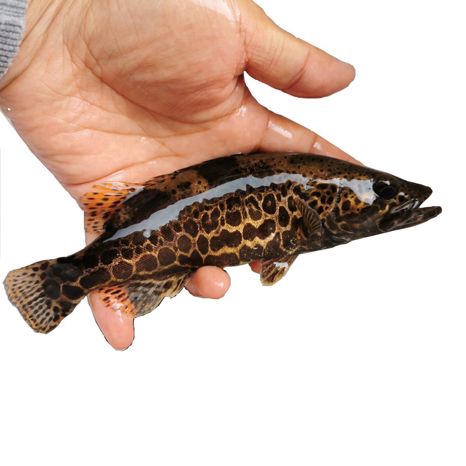 斑鳜 斑鳜鱼苗 桶鳜 老虎鳜 斑鳜鱼 斑鳜活体 圆桶鳜 原生鱼 淡水