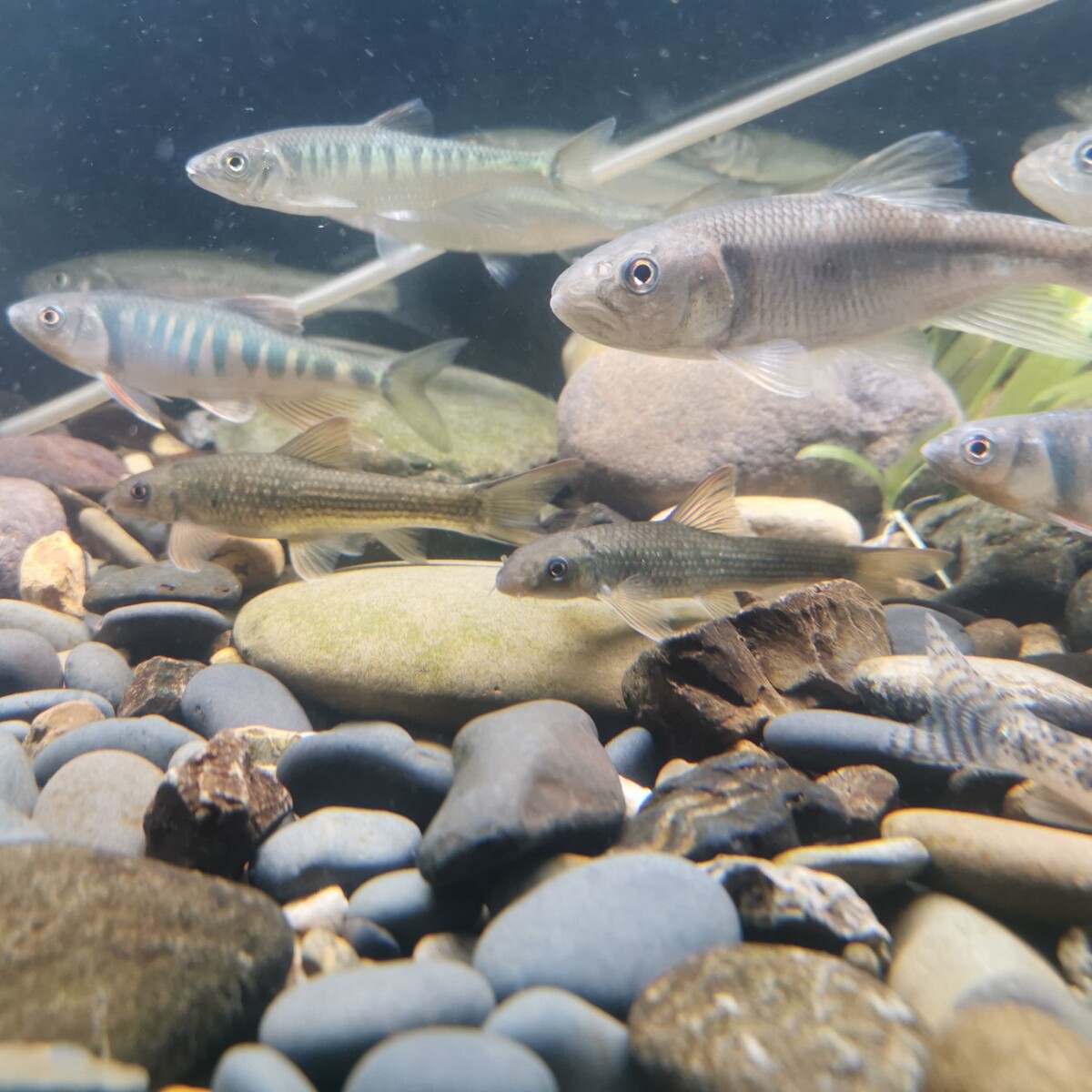 马口长鳍宽鳍桃花溪流活体鱼苗原生淡水鱼