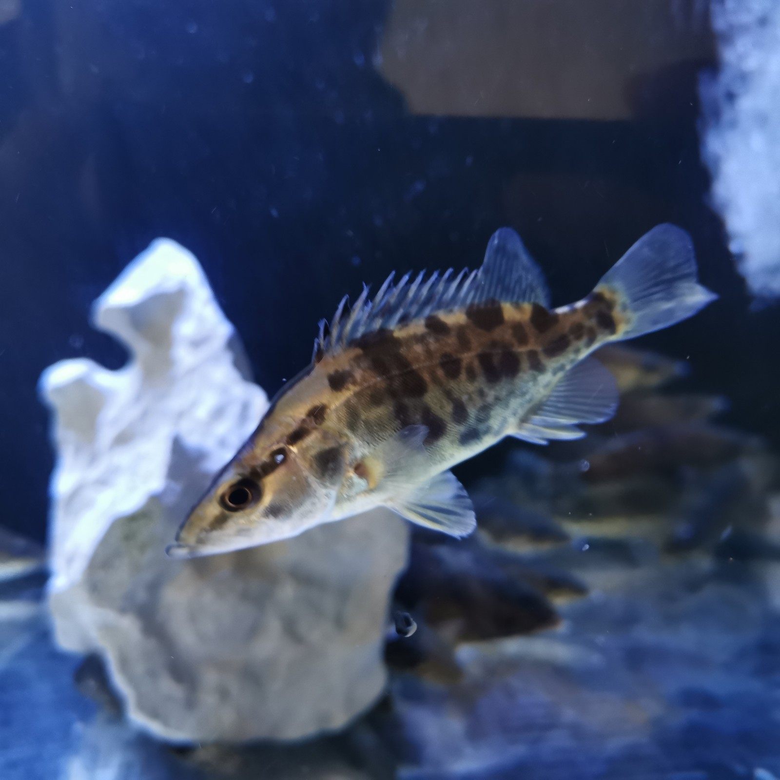 大眼活体鳜鱼鳜苗鱼苗凶猛猛鱼原生冷水观赏鱼鱼