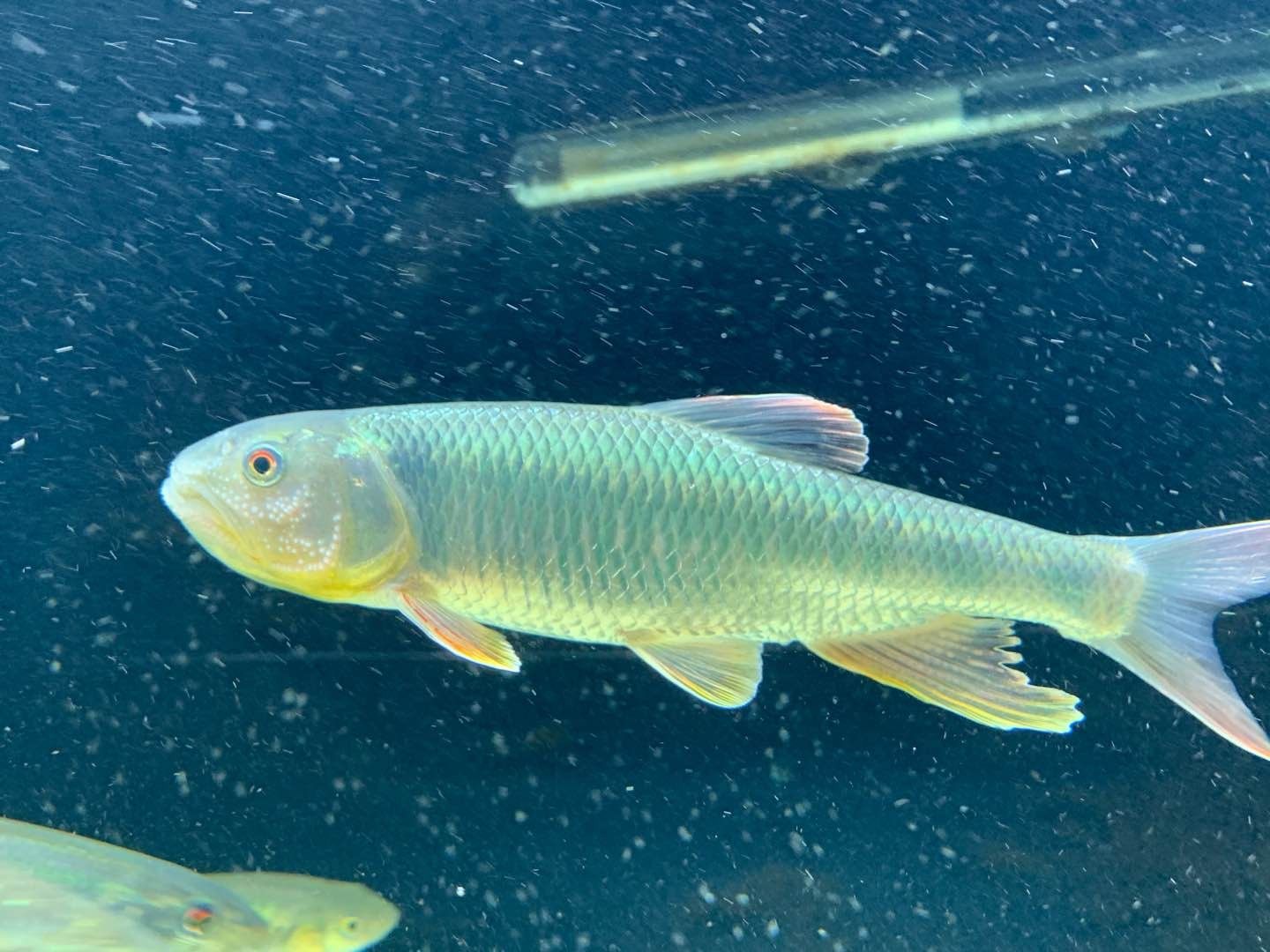 马口活体原生活鱼桃花溪流长鳍鱲宽鳍鱲淡水鱼