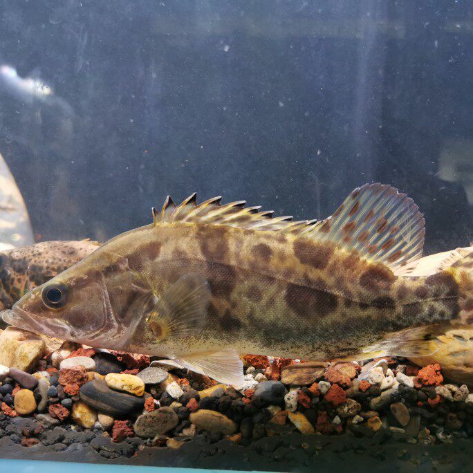 鳜鱼大眼活体鱼苗淡水桂花鱼肉肉食溪流凶猛鱼