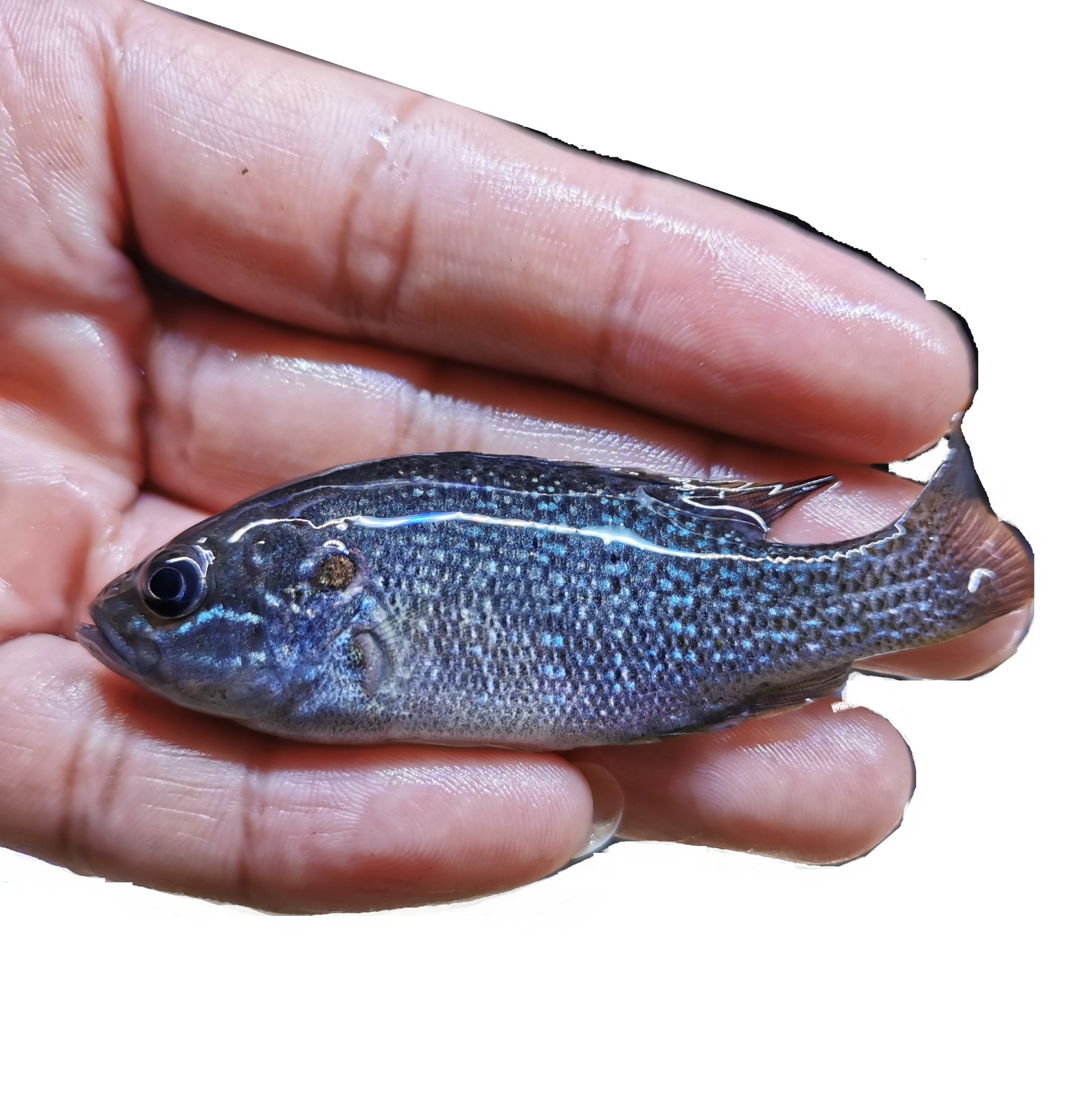 蓝鳃太阳鱼凶猛原生冷水鱼观赏鱼金鱼活体鱼苗鲈鱼鱼