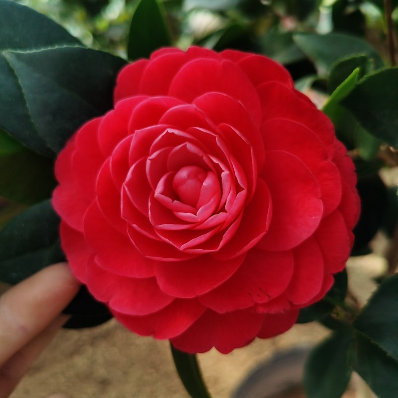 盆栽大红赤丹茶花当年开花阳台客厅庭院大型时令草本花卉