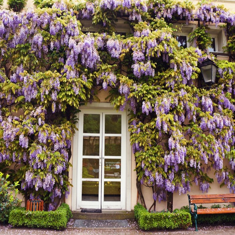 紫藤花树苗爬藤植物庭院围墙花苗绿植花卉藤蔓时令草本花卉