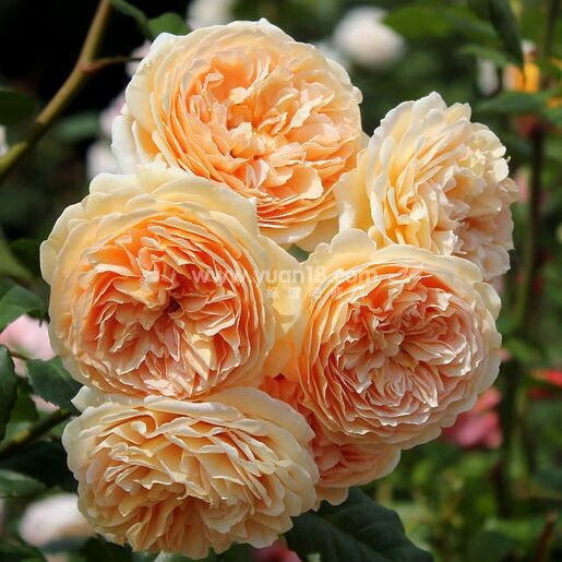 欧月玛格丽特王妃玛格丽特王妃crownprincess藤本一罚时令草本花卉