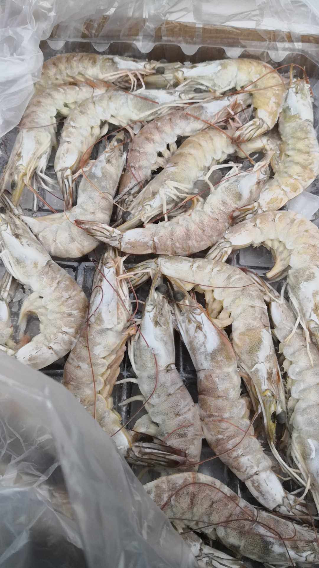 南美美明对虾青虾板冻6斤一箱8--12个永乐冰鲜水产品包装