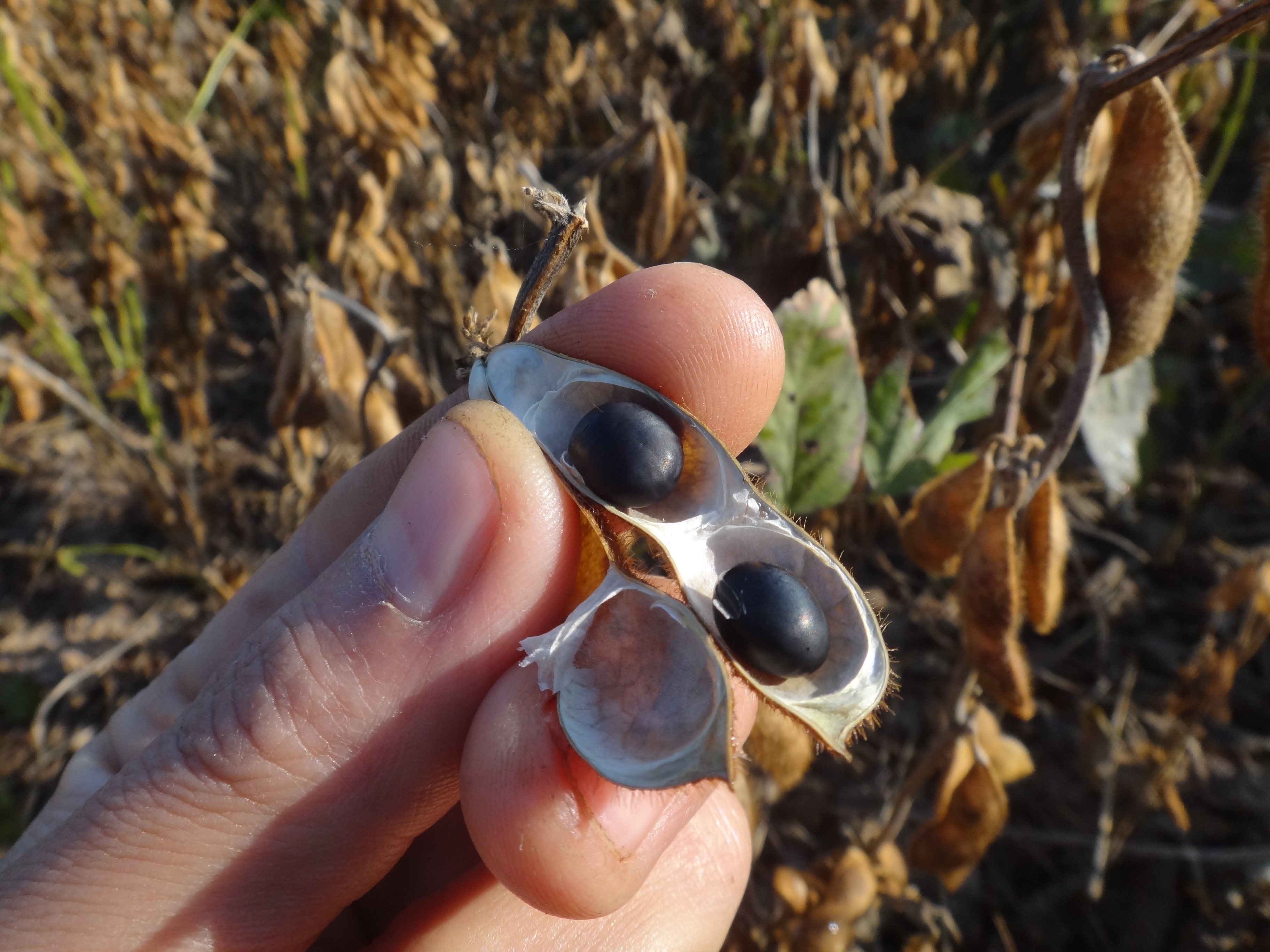 农村转基因备孕豆浆泡打仁醋心青豆绿黑豆自产黑豆