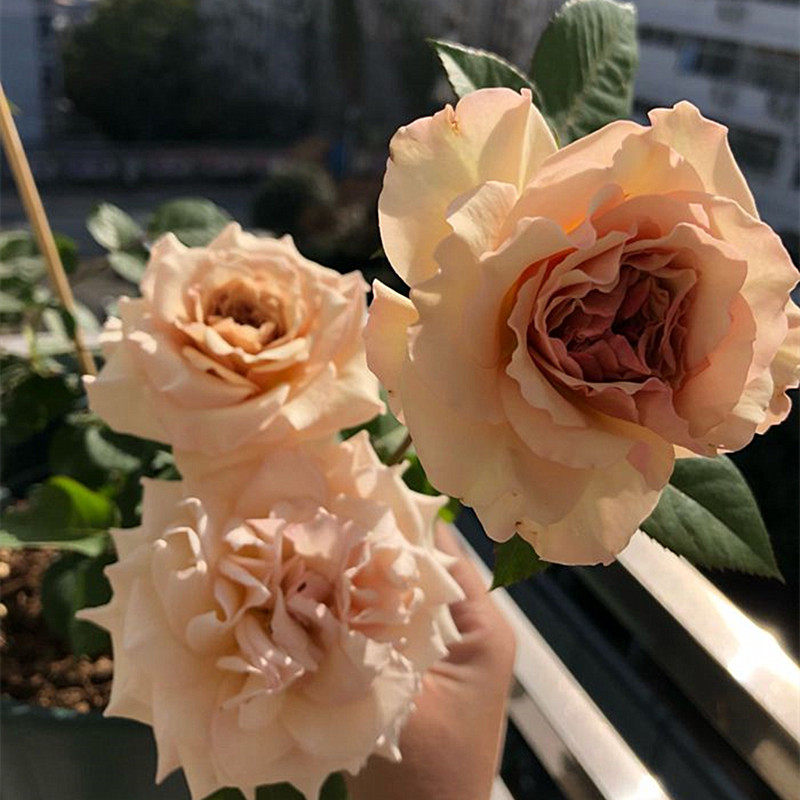 月季小花农日月第九天使天堂系列大花香型玫瑰时令草本花卉