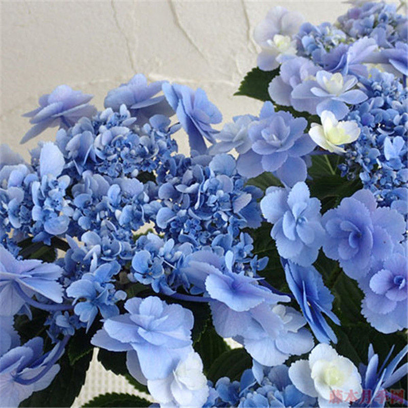 小花农月季绣球早安日安安大花重瓣耐寒八仙仙花时令草本花卉