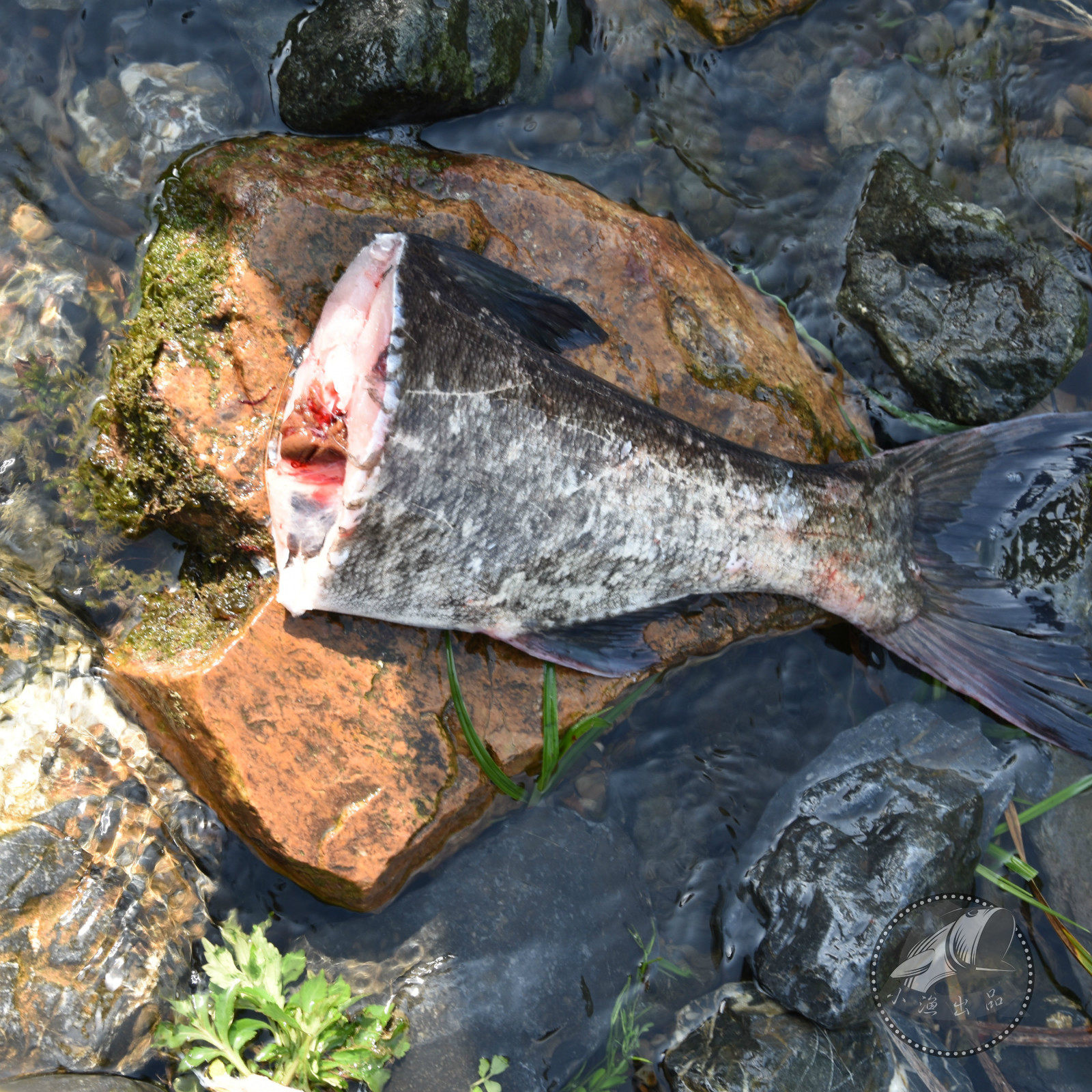 鱼尾胖头千岛湖有机野生大鱼鱼花鲜活大头淡水鱼类