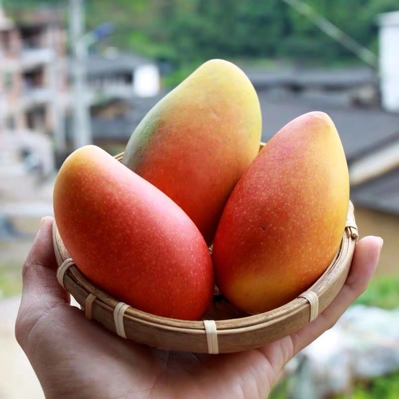 新鲜贵妃广西百色芒果9斤小台芒应季现摘热带水果芒果