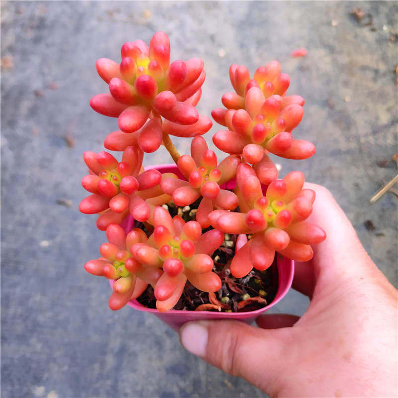 多肉植物红之玉 虹之玉控型精养小桩适合拇指盆养护花卉绿植盆栽