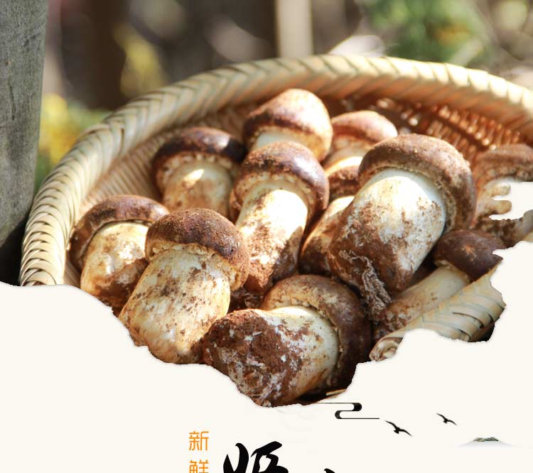 云南新鲜姬松1000g顺丰包邮巴西野生山珍蘑菇新鲜松茸