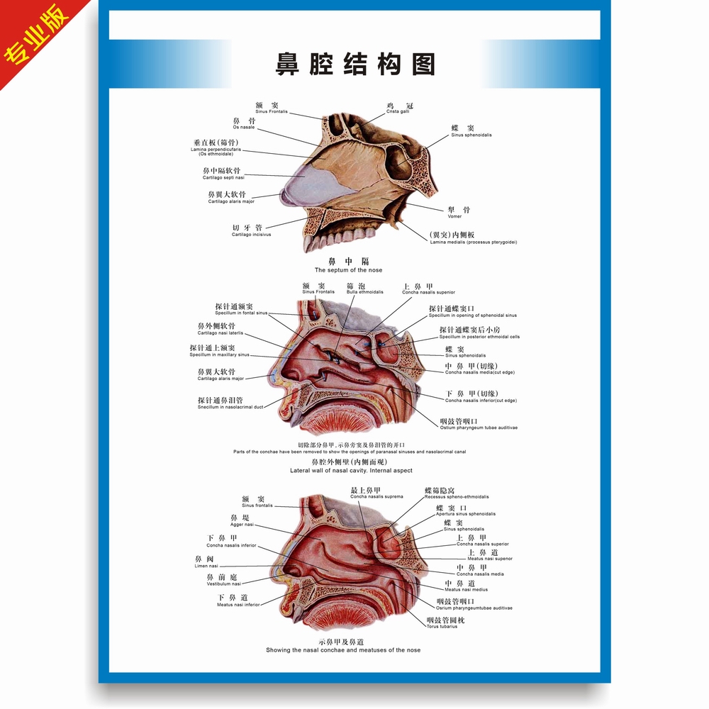 鼻子解剖结构图解图片