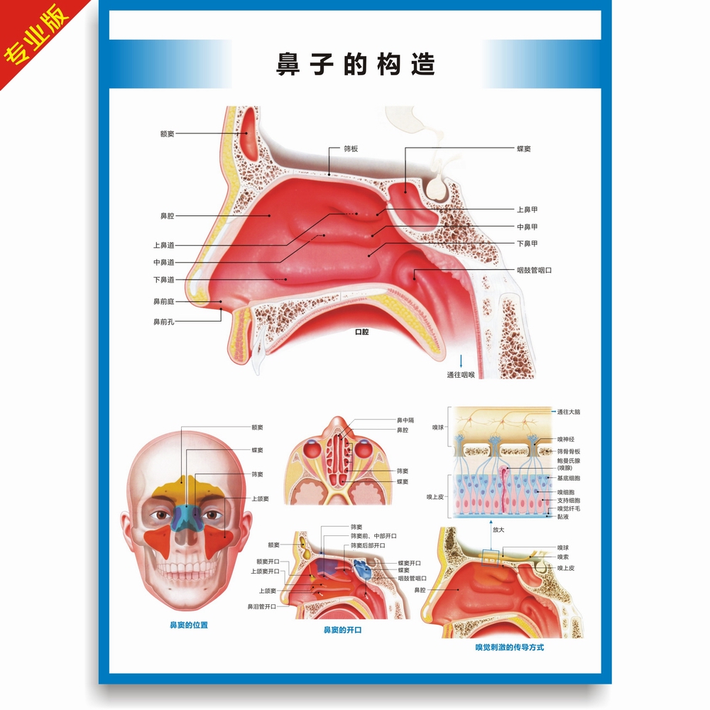 鼻子内部组织结构图图片