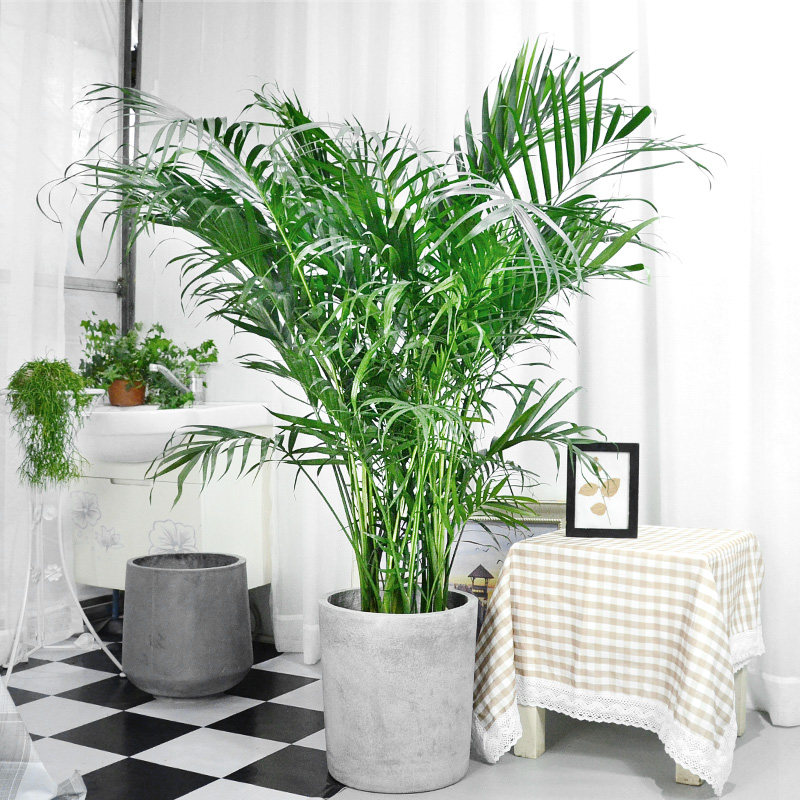 富贵椰子椰子绿绿植盆栽办公办公室室内北欧热带绿植