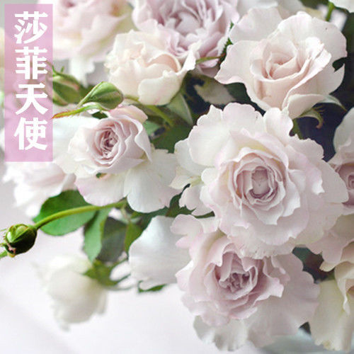 浪漫漫芭蕾空蒙莎菲天使索菲罗拉初妆月季月季花花卉