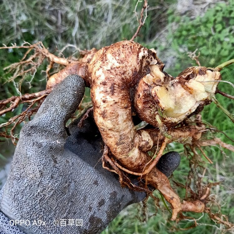 新鲜朝天罐线鸡腿葫芦大金金钟高脚红缸罐子其他药食同源食品