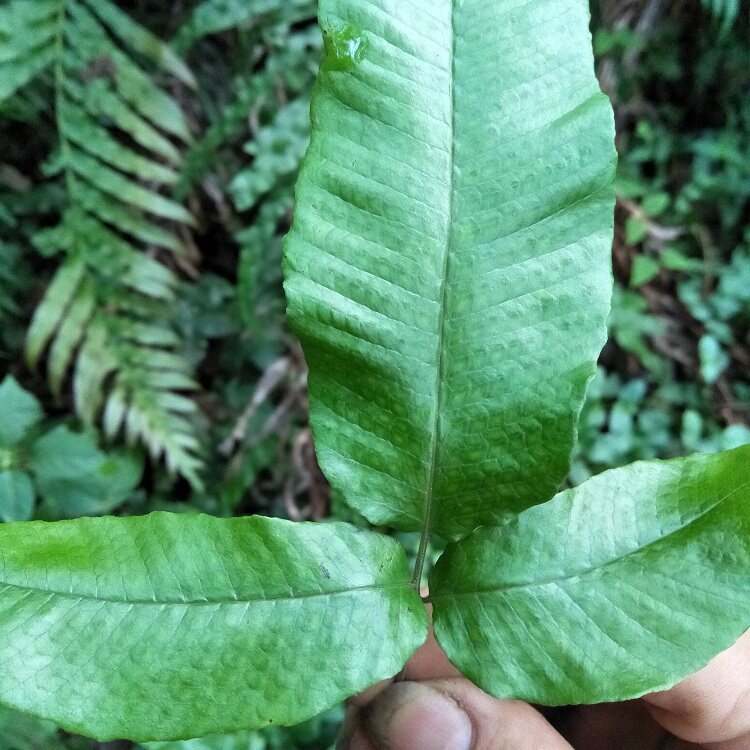 蕨蛇金星500g蹄盖蜈蚣入地退步新月新鲜三羽其他药食同源食品