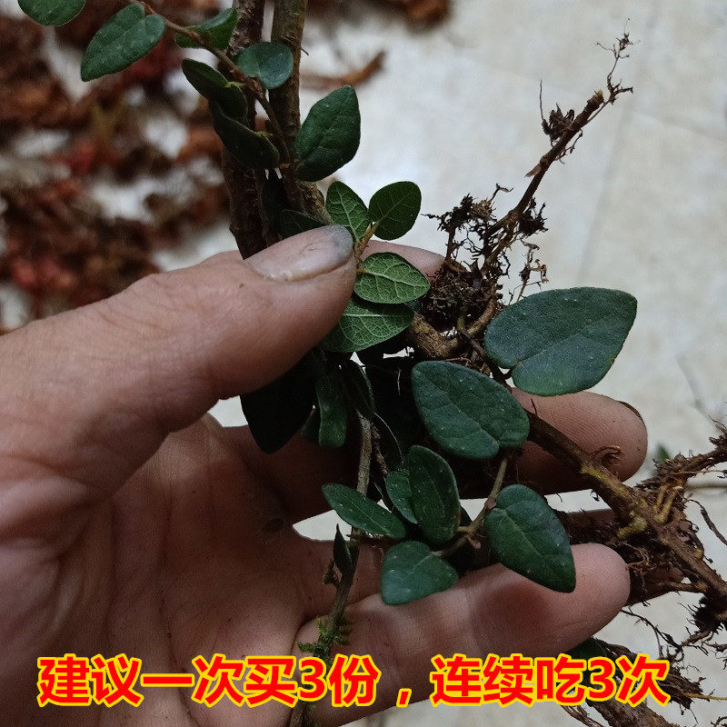新鲜中草药田螺盖香味络石藤石薜荔藤络疼痛煲汤料悬石藤