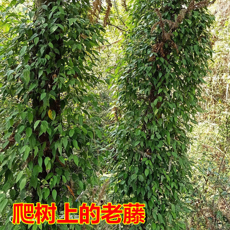 胡椒500g老藤南藤新鲜石南藤丁公藤香野爬岩海风其他药食同源食品