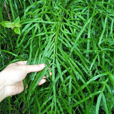 鸡尾草草药图片图片