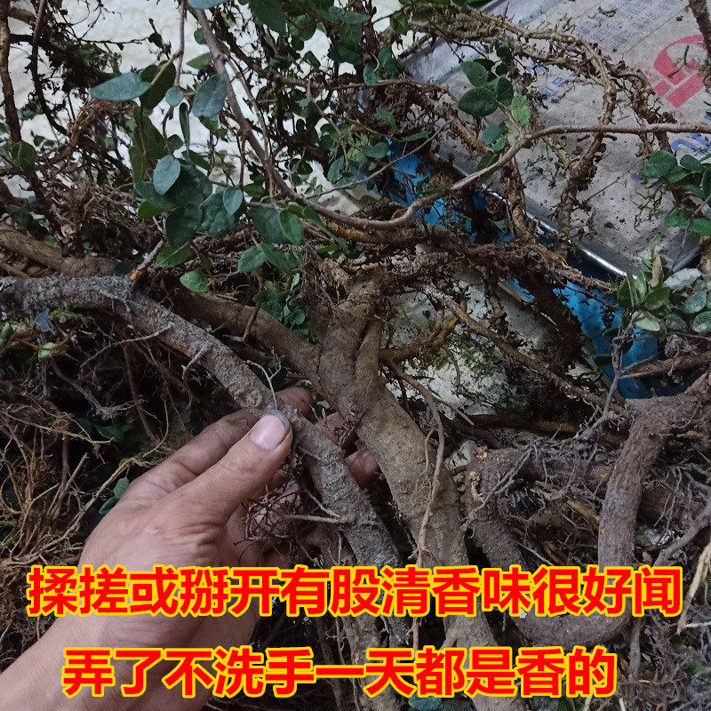 新鲜中草药田螺盖香味络石藤石薜荔藤络疼痛煲汤料悬石藤