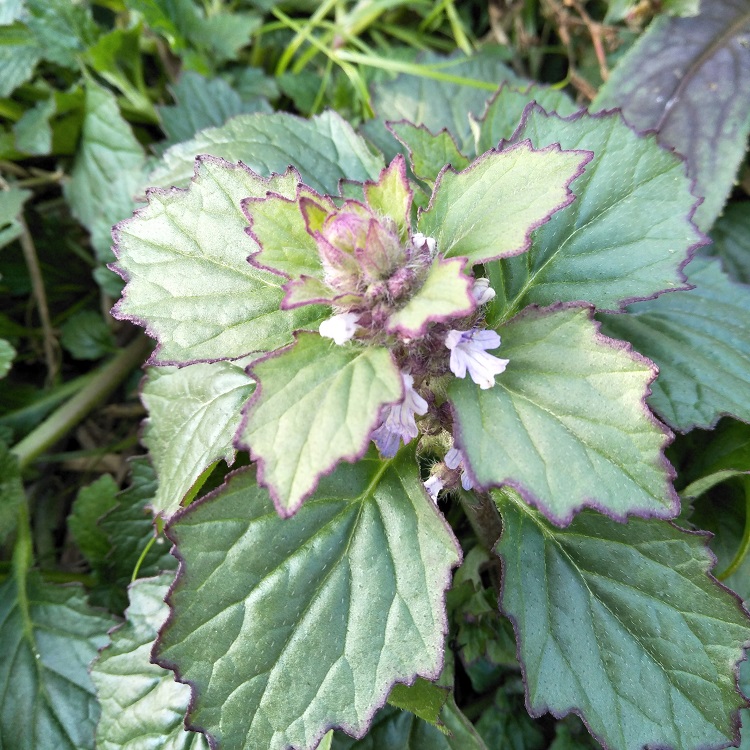 新鲜血丹白头翁退血血草胆散苦地草破白毛筋骨其他药食同源食品