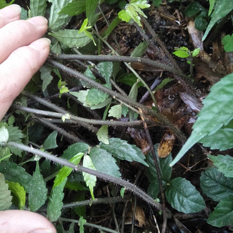 深山赤车使者新鲜大楼楼梯草生鹿角七大细水其他药食同源食品