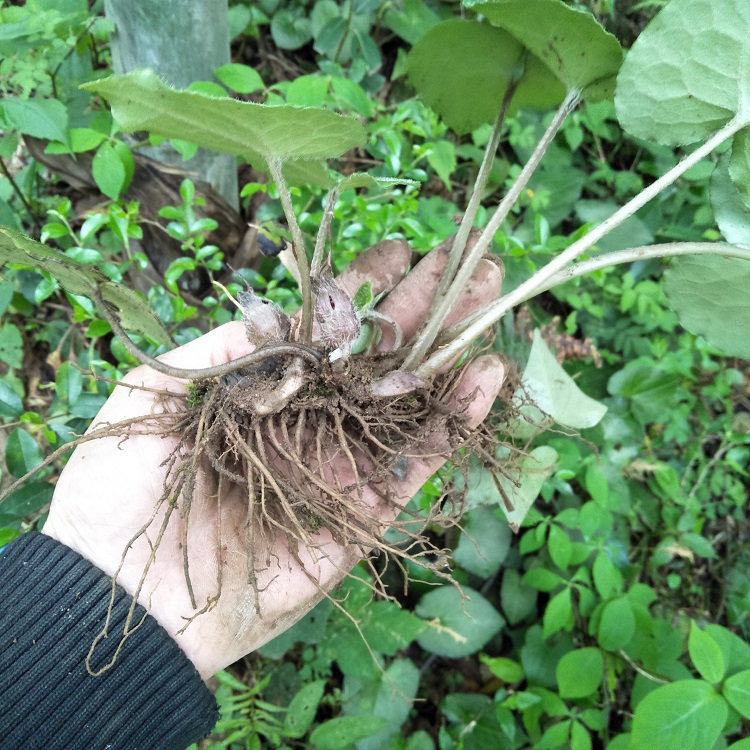 马兜铃科植物细辛图片