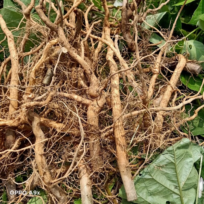 现挖新鲜牡丹500g臭枫根芙蓉臭枫草矮桐子八宝其他药食同源食品