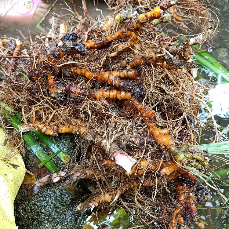 菖蒲现挖生菖蒲山纯根500g龙根九节新鲜石菖蒲蜈蚣其他药食同源食品