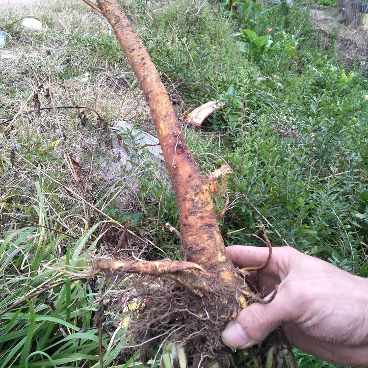 岭南新鲜大黄500g包邮洋铁叶牛舌头牛西西羊蹄根其他药食同源食品